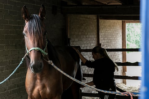 Hevoshierojan käyntejä tärkeämpää on huoltaa hevosen lihaksia arjessa.