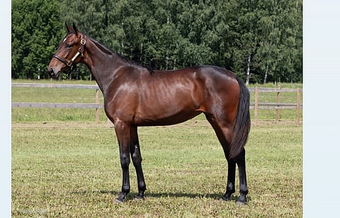 Ryhdikäs kaunotar Eire sai ostajat villiintymään ennätystarjouksiin Solvallan huutokaupassa. Kuva: