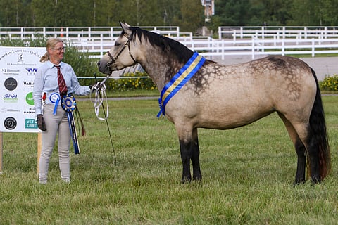 Tämän näköinen on poninäyttelyn supreme champion.