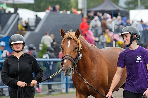 B. Olaus ei vaihtanutkaan omistajaa Kuninkaallisessa Varsahuutokaupassa.