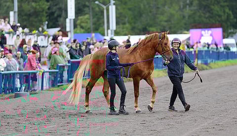Uransa kahdella voitolla ja kakkosella aloittanut 4-vuotias Villiniitti 32,4ake, 5000 euroa, myytiin viime vuonna Kouvolan Kuninkaallisessa huutokaupassa.