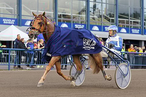 Taraori piti kovinta kyytiä suomenhevosten Pilvenmäki Specialin karsinnoissa.