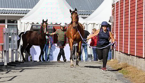 Yksivuotiaita varsoja juoksutuksessa.