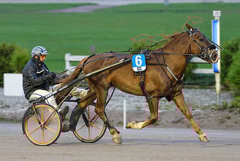 Vänrikin nelivuotiskausi on ollut menestyksekäs.