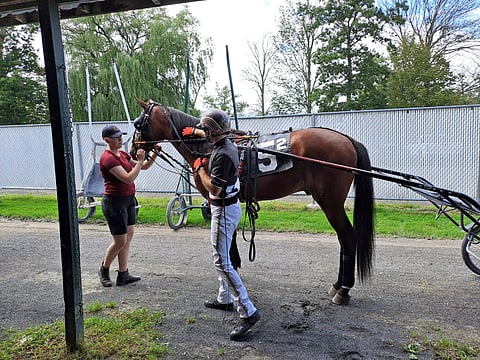 Henriikka Rantanen reissunsa viimeisissä raveissa Vernon Dowsissa, jossa 2-vuotias ori But Why juoksi uransa toiseen starttiin ajan 12,7 ollen toinen. Kuskina oli Erv Millerin poika Marcus Miller, joka on ohjastanut yli 4000 voittoa.