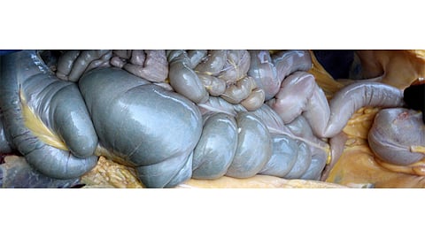 Hevosen suolistoa vaivaavat erilaiset tulehdukset ovat tutkimusryhmän ja tekoälyn mielenkiinnon kohteena.