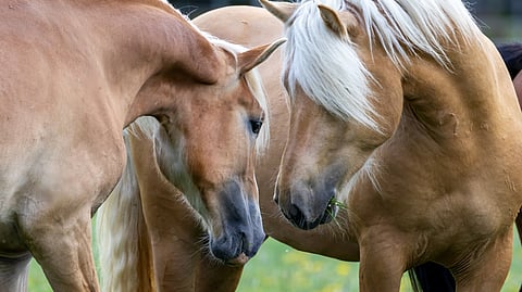 Suomenhevonen tarjoaa olemuksessaan palan historiaa maanviljelysyhteiskunnasta ja sotavuosista, ja yhdistää niin hevoshenkisiä kaupunkilaisia kuin maalla asuvia suomalaisia. Kansallisrodun asema vaikuttaa 2020-luvulla vakaalta, mainitaanhan sen turvaaminen jopa hallitusohjelmassa.