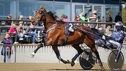 Adanna on juossut urallaan 11 voittoa.