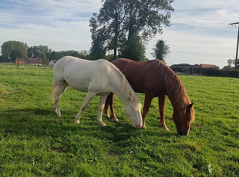 Ranskan vehreillä laitumilla käyskentelee taas useampikin suomenhevonen.