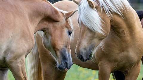 Suomenhevosia Miehikkälän orivarsalaitumella.