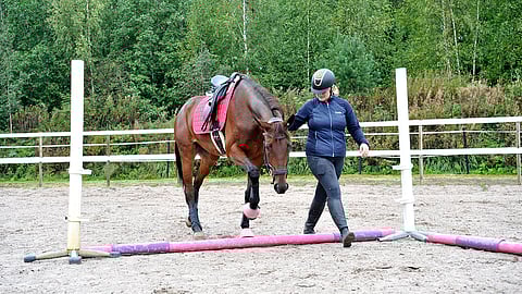 Työskentely puomeilla tai epätasaisessa metsämaastossa täydentää erinomaisesti ravihevosen valmennusta - myös maasta käsin tehtynä.