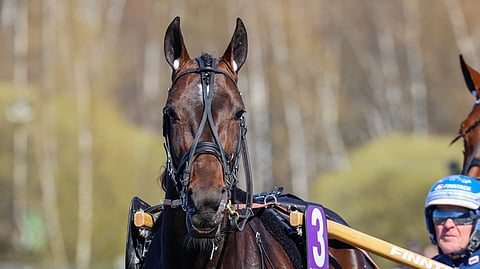 Corazon Combo lataa akkujaan Kasvattajakruunua varten.