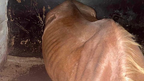 Tuntihevonen karsinassaan joitakin päiviä ennen lopetusta.