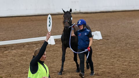 Ypäjän huutokaupassa näkyi selvä polarisoituminen varsojen hintojen kehityksessä.