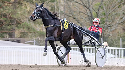 4-vuotiaalla Sahara Callonmellä on Vermossa sopivassa sarjassa hyvä menestyssauma. Mikäli ravi maittaa.