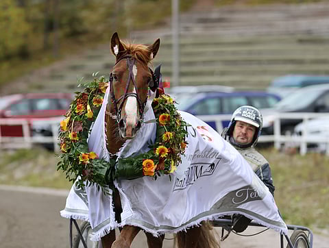 Paavolan Hurmos voitti viime syksynä nelivuotiaiden Kriteriumin.