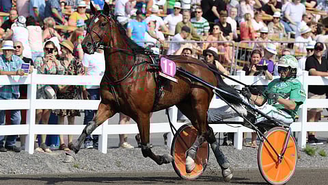 7-vuotias Astrum hakee kauden neljättä voittoa.