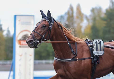 Cool Flame on menestynyt Kimmo Aholan valmennuksesta mainiosti.