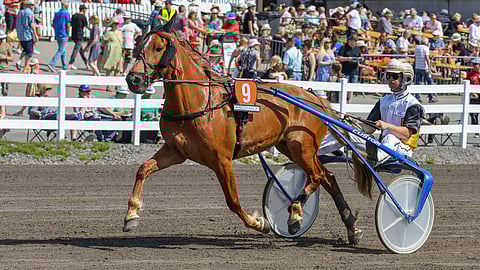 9-vuotias Apassin tytär Wilman Piika on ideavihjeen varma. Tamma starttaa tänään Killerillä ja ensi viikon keskiviikkona Linnunlahden Toto65-raveissa.