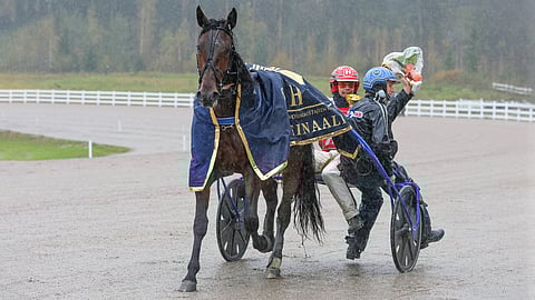 Arctic Estelle hurmasi viime lokakuussa Lahden Jokimaalla Hevosenomistajapokaalissa.