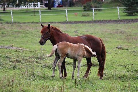 Knuutilan Sisko ja varsansa Reimond.