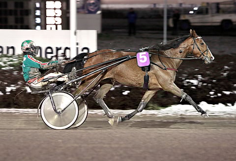 Twilight Vixin tyylinäyte Vermosta vuodelta 2017.