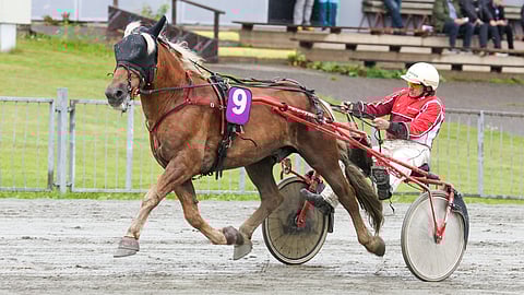 Veijo Lipposen omistama, valmentama ja ohjastama ori Singin Ruuti on voittanut tänä vuonna neljästi.