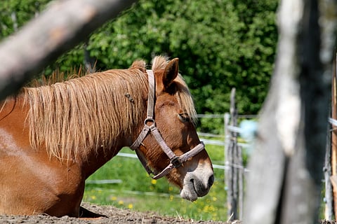 Makuulla nukkuminen on tärkeä osa hevosen hyvinvointia.