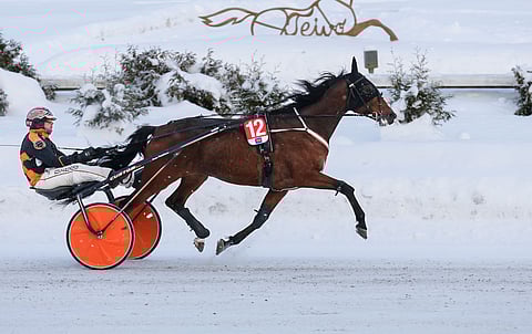 Impresario jahtaa puolentoista viikon kuluttua Teivossa jo kauden 15. voittoa.