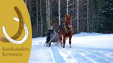 Kaksinkertainen Varsakunkku-voittaja Vale-Elli esitellään Hevosurheilun joulukuun Kuukauden hevosena.