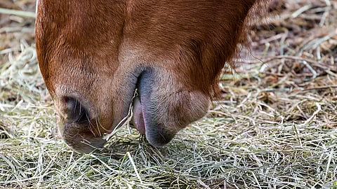 Asetuksessa on määrätty, että hevonen ei saa olla ilman karkearehua yli kuutta tuntia.