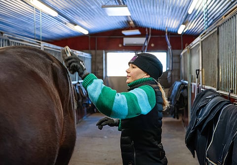 Lykke Li Hoss ja Felix Orlando ovat molemmat mielenkiintoisia hevosia.