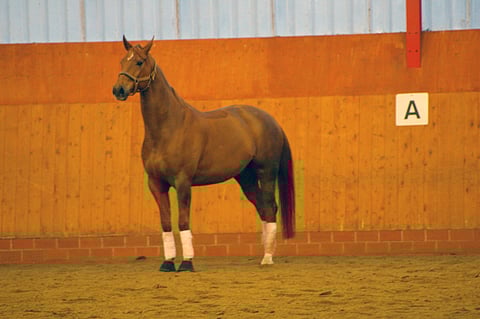 Kukas se tässä on nuorna ruunana Abbendorfin maneesissa Saksassa, tukka takana, elämä edessä?