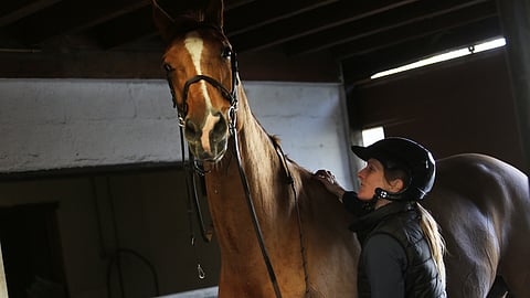 E Belissin ja ratsastaja Maiju Mallatin seurusteluhetki kotona Bois-le-Roissa, muutaman kymmenen kilometrin päässä Pariisista.