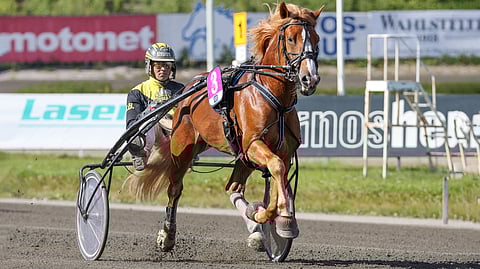 Sipisee on voittanut urallaan 11 kertaa.