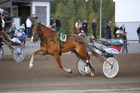 Hannu Hietasen valmentama Mattilan Eemeli voittaa usein. Koko uran voittoprosentti on 61.