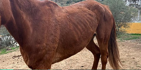 Hevonen siinä kunnossa, kun se oli haettaessa 4 kuukauden lainasta suomalaisella esteratsastajalla.