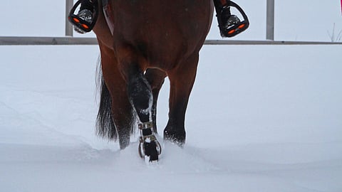 Pelastuslaitoksen apua kaivannut hevonen päädyttiin lopettamaan.