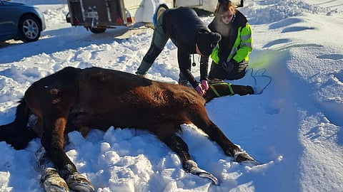 Neljästä hevosesta kolme on jouduttu lopettamaan. Yksi heti paikan päällä.