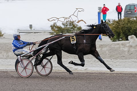 Show Must Go On on menestynyt läpi talven hienosti.