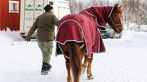 Morison palasi lauantaina kotitalliin juoksematta kilpaa.