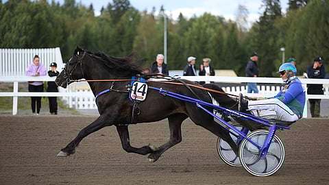 Havglimtin huippuvire alkaa taas löytyä.