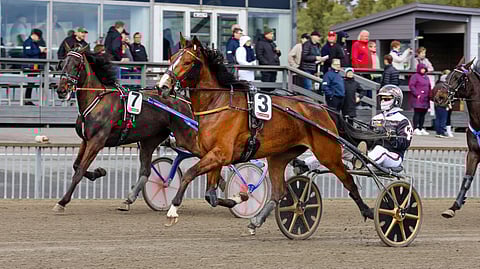 Walnut Nimbuksen 3-vuotiskauden startit edellisen valmentajan Kenneth Danielsenin käsistä kiinnittivät Terno Grönstrandin huomion.