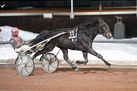 Ville Hakalan valmentaman ja Santtu Raitalan ohjastaman 5-vuotiaan Lex Lincolnin kiri oli sen kauden avauksessa komea.