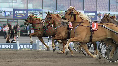 Suomenhevosia kuvituskuva