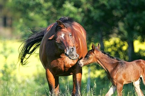 Tyypillinen head shaking -pään ravistelu on pystysuunnassa tapahtuvaa nopeaa nykimistä, joka voi vaikuttaa, kuin hevonen saisi sähköiskuja. Mutta myös muunlaista pään ravistelua on raportoitu.