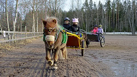 Vili-poni (Umetrollets Billy) on 17-vuotias ja tehnyt neljä vuotta ponikoulutöitä.