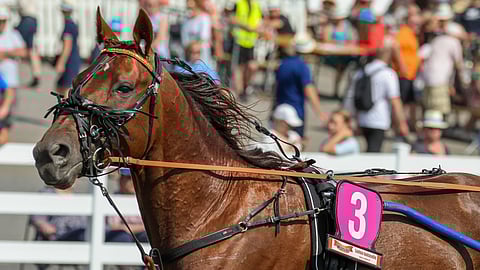 Ideavihjeen varma starttaa Mauri Jaaran tallista.