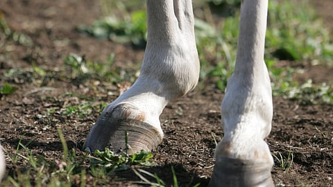 Väsähtänyt hankoside ratsulla.