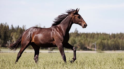 Oulun ja Ylivieskan uusi suurkimppahevonen Lily Lee Hoss kirmaa laitumella Hämeenkyrössä.